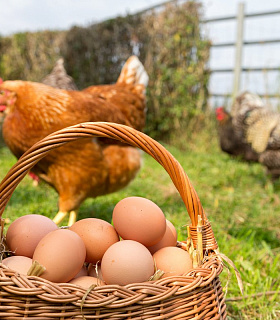 Влияние хелатов на продуктивность кур и качество яиц в начале яйцекладки