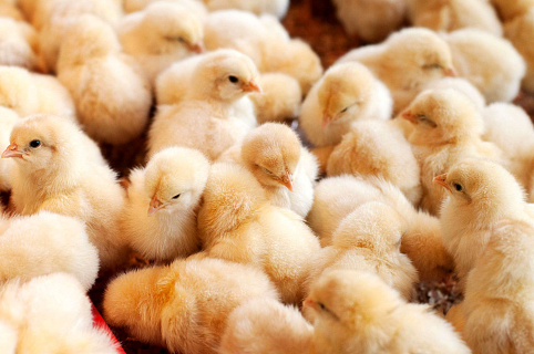 Что необходимо знать о выращивании цыплят