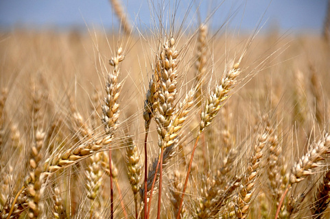 Экспортные цены на пшеницу упали до двухлетнего минимума, на внутреннем рынке первое снижение после пяти недель роста