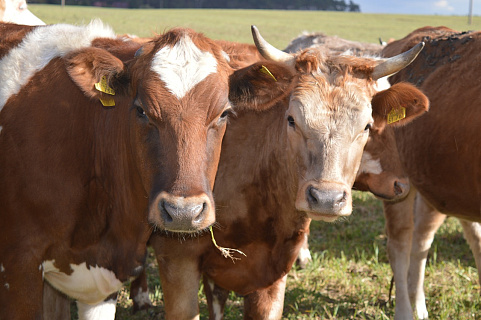 ГК «ЭФКО» представила новую кормовую добавку для сельскохозяйственных животных